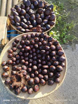 Tungkul Wakai Loloo/buah ulur-ulul