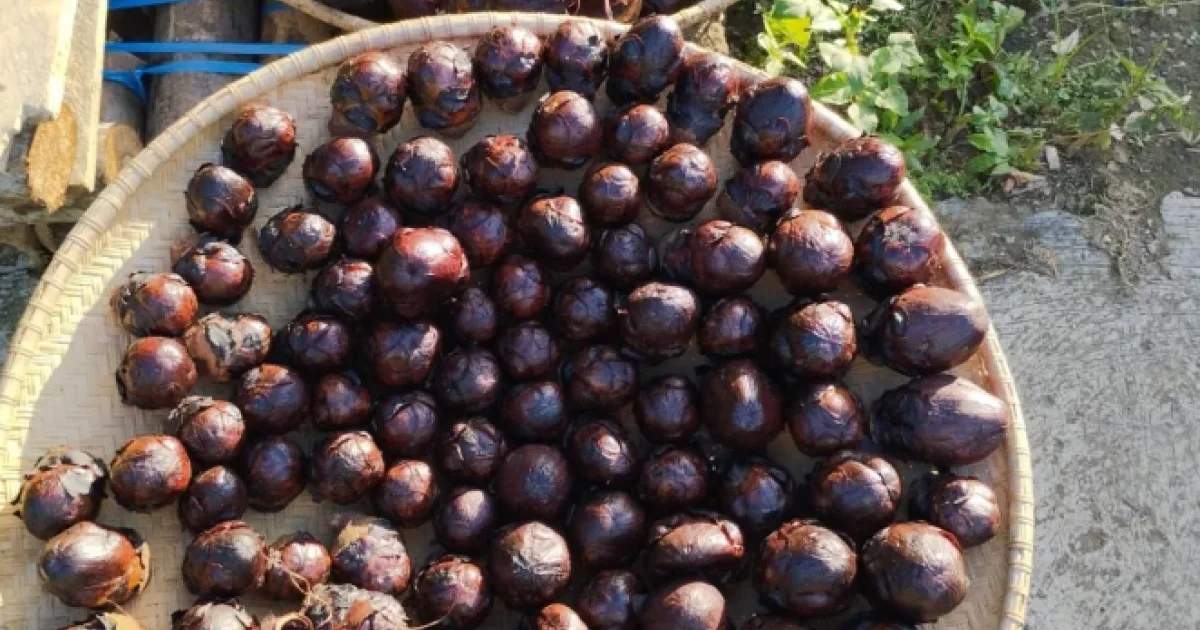 Tungkul Wakai Loloo/buah ulur-ulul - Desa Kapul